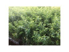 云南樱花苗|林木种子|绿化苗木|供应信息|597苗木网