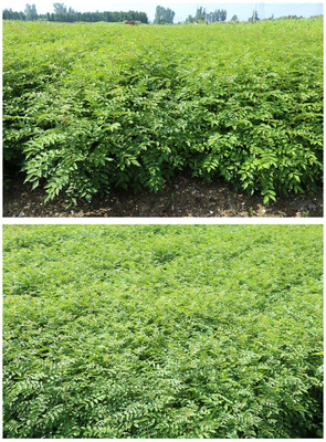 凤岐苗木 基地直销花椒苗 新品种无刺花椒苗 七叶青花椒苗 大红袍花椒苗 花椒种子 欢迎选购