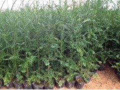 沙藏红豆杉陈种/优质红豆杉种子出售/红豆杉种子价格|林木种子|绿化苗木|供应信息|597苗木网