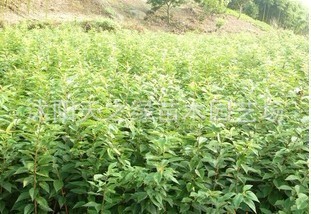 【批发高档观赏草坪种子 马蹄金草籽 50元/斤 进口草坪种子】价格,厂家,图片,花卉种子种苗,沭阳天之绿苗木园艺场-