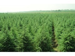 供应:雪松 广玉兰 香樟 红叶石楠 高干女真等几十种绿化苗木|林木种子|绿化苗木|供应信息|597苗木网