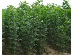 供应速生白蜡 2米白蜡苗 1公分白蜡|林木种子|绿化苗木|供应信息|597苗木网