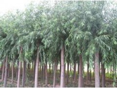 1公分香花槐-2公分垂柳-3公分火炬-4公分金叶榆|林木种子|绿化苗木|供应信息|597苗木网