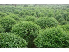 小叶水蜡|林木种子|绿化苗木|供应信息|597苗木网