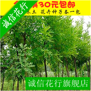 绿化苗木-国槐槐树苗、国槐树、细叶槐国槐树槐树苗大小规格全优惠价5元,绿化苗木精心为您挑选-麦尔网购导航-网购宝