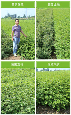 凤岐苗木 基地直销花椒苗 新品种无刺花椒苗 七叶青花椒苗 大红袍花椒苗 花椒种子 欢迎选购