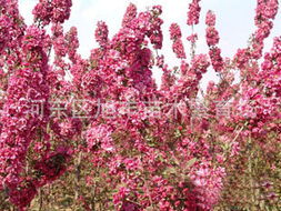 河东区旭丰苗木繁育场 花卉种子 种苗产品列表