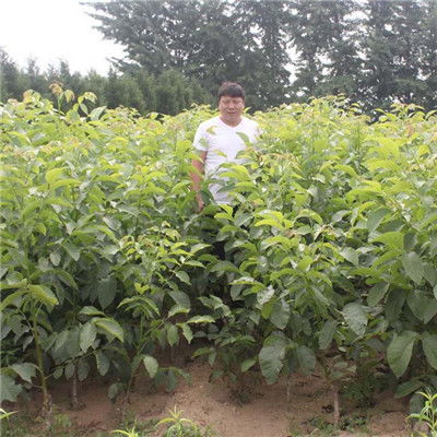 【嫁接薄壳核桃树苗剪修介绍(云岩)核桃苗量大从优】- 