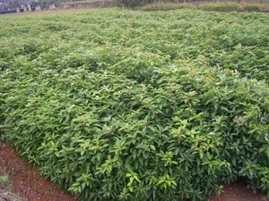 香樟种子