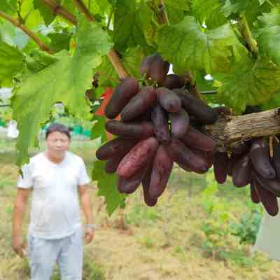 新闻 安庆红乳葡萄树苗基地服务为先