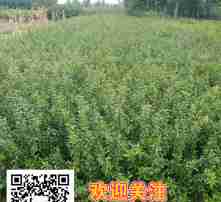 高清图片