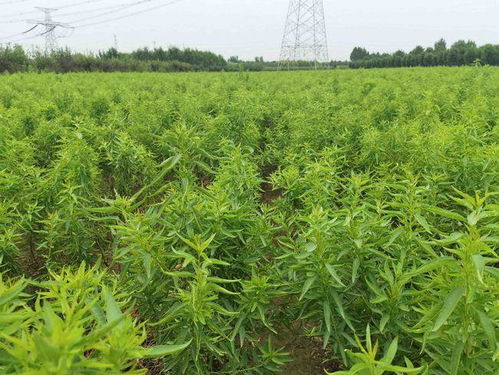 种植巴旦木树苗什么时候栽比较好 巴旦木苗木在宁夏可种