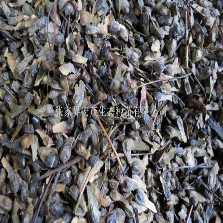 红枫种子 -张家界宏茂生态种苗 产品展示(林木种子、苗木、绿化苗木)-金泉网