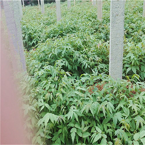 鄂州种子苗木产业发展现状与前景