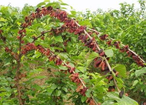 农村野果的保健价值与种子苗木种植指南