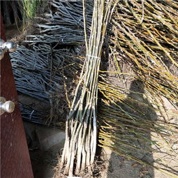 6公分核桃树与2公分核桃苗在淮南地区的种植与前景