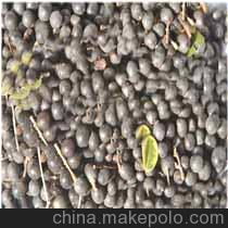 江苏苗木种子供应商、价格及批发市场概览