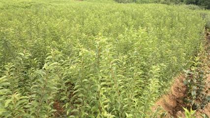 建圃小苗全面解析 从供应商选择到价格指南