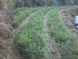 红豆杉苗木与种子的优质供应——丽水市利民红豆杉苗木繁育种植场合作社