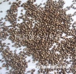 甜茶种子与河东苗木合作社 专业育苗助力绿色产业