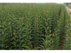 河南焦作大叶女贞、红叶李、栾树、国槐、法桐、白蜡、海棠小苗及林木种子价格信息概览