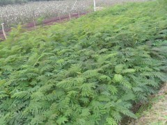 江西紫荆苗木市场概况 价格、批发与供应信息解析