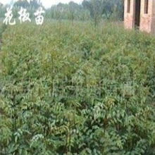 助力绿色发展 绛县山汪苗木种子专业合作社的苗木与种子业务