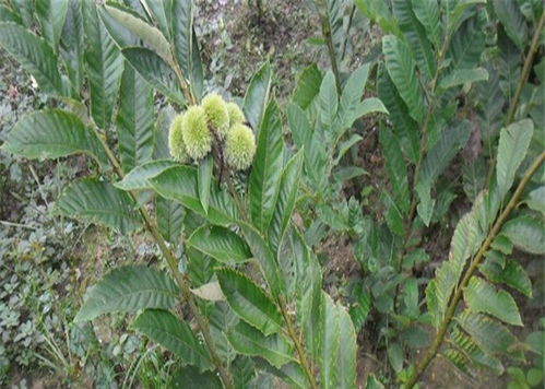 直销早香2号板栗苗 一年生板栗苗种植与养护全攻略