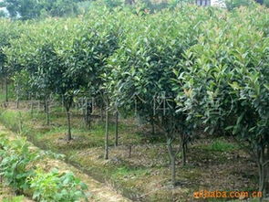 聚焦湖南江西苗木市场 花卉种子种苗与绿化苗木供应指南