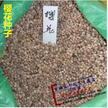 樱花树种全览 从种子到苗木的选购与栽培指南