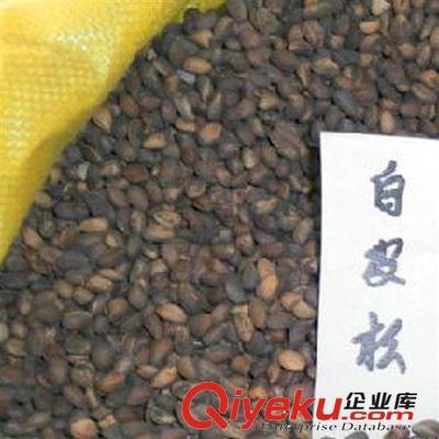 建大园艺苗木 优质白皮松种子的专业供应商