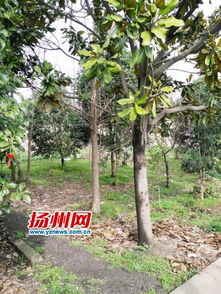 三十年植绿不辍，七旬老汉用双手种出一片“共享绿肺”