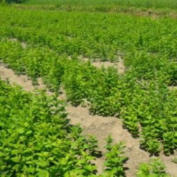 辽宁乔灌木基地 播种与扦插小苗大全，东北苗木花卉合作社的专业供应商