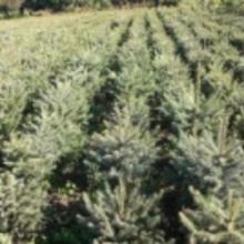 苗木云杉种子价格、批发渠道与厂家选购指南