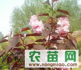 一站式获取绿化苗木信息 价格、厂商与图鉴尽在农苗网中兴苗圃