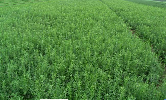 明鑫苗木种子经销处 优质樟子松种子与苗木的专业供应商