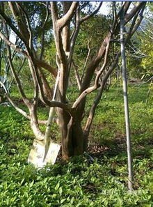 苗木代理新机遇 盆栽与种子苗木市场全解析